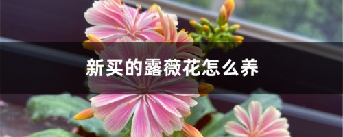 新买的露薇花怎么养