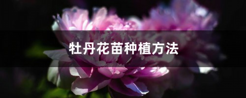 牡丹花苗种植方法，牡丹苗多少钱一棵