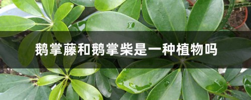 鹅掌藤和鹅掌柴是一种植物吗