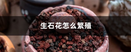 生石花怎么繁殖