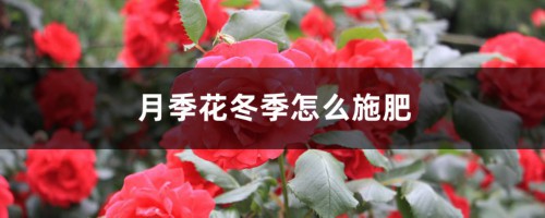 月季花冬季怎么施肥